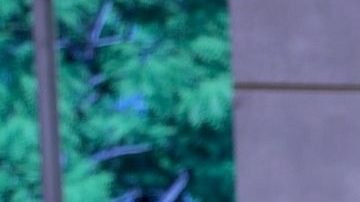 Adamari López | Mezcalent