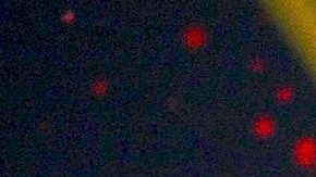 Galilea Montijo | Mezcalent