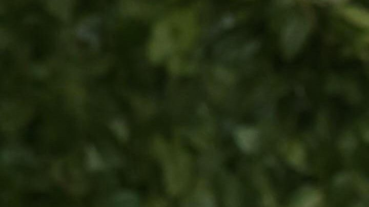 Zoë Kravitz | Mezcalent