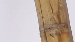 La Chilindrina | Mezcalent