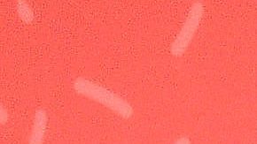 Ariadne Díaz | Mezcalent