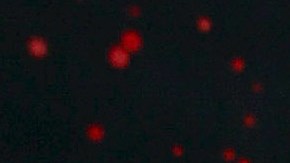 Biby Gaytán | Mezcalent