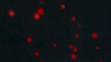 Biby Gaytán | Mezcalent