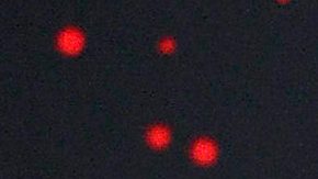 Galilea Montijo | Mezcalent