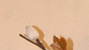 Rocío Sánchez Azuara | Mezcalent