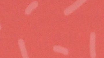 Danna Paola | Mezcalent