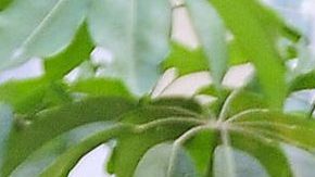 Maite Perroni | Mezcalent