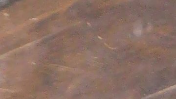 Salma Hayek | Mezcalent