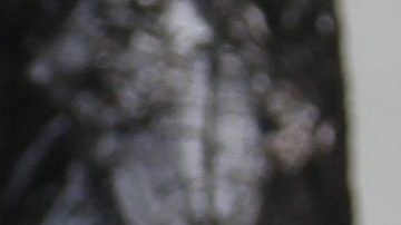 Sara Sosa | Mezcalent