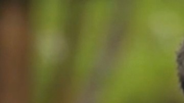 Uraz Kaygılaroğlu es Gediz en 'La Hija del Embajador'