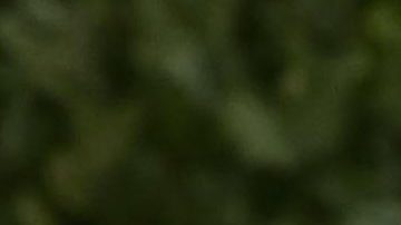 Eiza González | Mezcalent