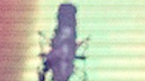 Ana Bárbara | Mezcalent