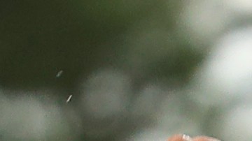 Tiger Woods