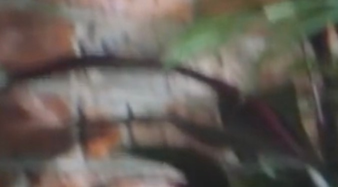 Selva Trágica, pronto en Netflix | Netflix