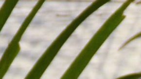 Aislinn Derbez | Mezcalent