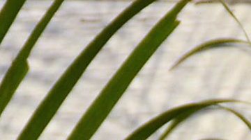 Aislinn Derbez | Mezcalent