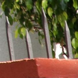 Aleida Nuñez | Mezcalent