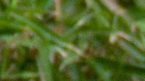 Niurka Marcos | Mezcalent