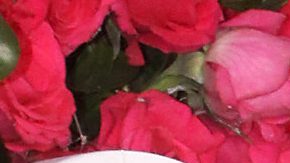 Samadhi Zendejas | Mezcalent