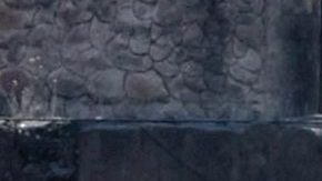 Angelique Boyer | Mezcalent