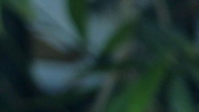 Amigas y Rivales telenovela mexicana | Mezcalent