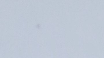 Toni Costa y Adamari López le dieron la bienvenida a su perrita | Mezcalent