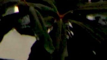 Eiza González | Mezcalent