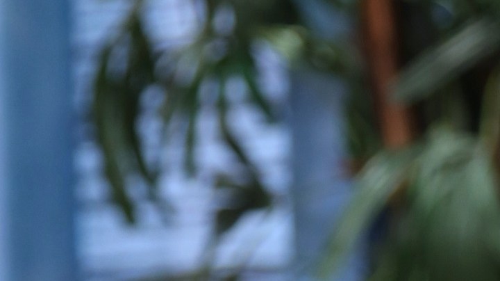 Paty Navidad en Despierta América | Mezcalent