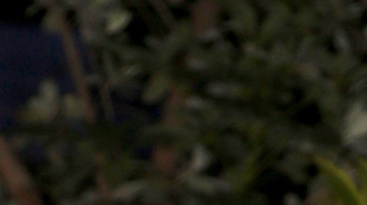 Daniela Navarro despidió a un ser querido | Mezcalent