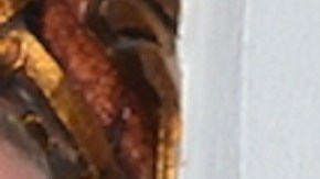 Pati Chapoy junto a su compañero Pedro Sola | Mezcalent