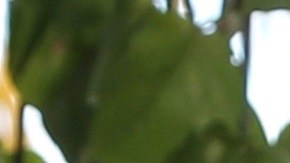 Toni Costa prepara coreografía para "Minions" | Mezcalent