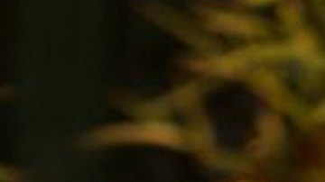 Octavio Ocaña le dejó un mensaje a su hermana antes de morir | Mezcalent