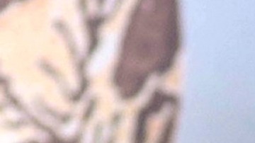 Vicente Fernández | Mezcalent