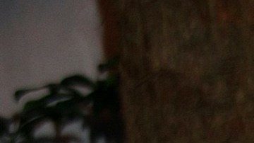 Marimar Vega