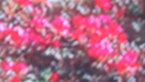 Francisca Lachapel, presentadora de televisión