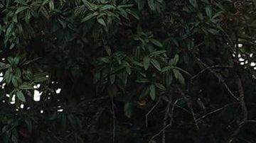 Tiroteo en escuela primaria de Texas