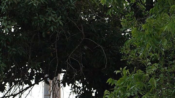 Tiroteo en escuela primaria de Texas