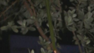 Daniella Navarro, actriz venezolana