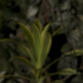 Daniella Navarro, actriz venezolana