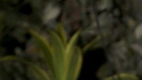 Daniella Navarro, actriz venezolana