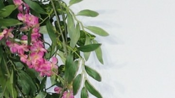 Lili Estefan, presentadora de televisión