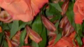 Pablo Montero, cantante y actor mexicano