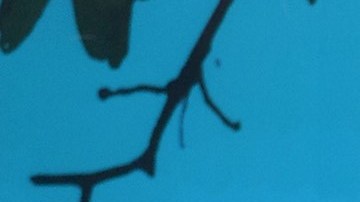 Karol Sevilla | Mezcalent