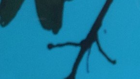 Karol Sevilla | Mezcalent