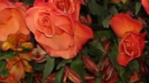 Lina Luaces, Lili Estefan