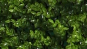 Elizabeth Gutiérrez y William Levy