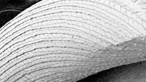 Dolores 1200x800 impremedia_NPR