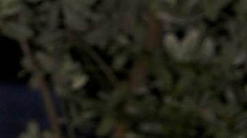 Daniella Navarro, actriz venezolana.