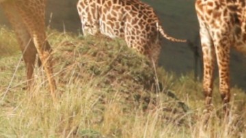 Raúl de Molina, presentador de televisión