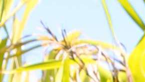 Carlos Adyan, presentador de televisión.